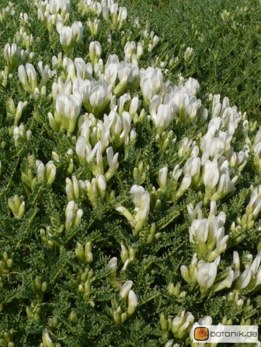 Astragalus angustifolius -- Tragant